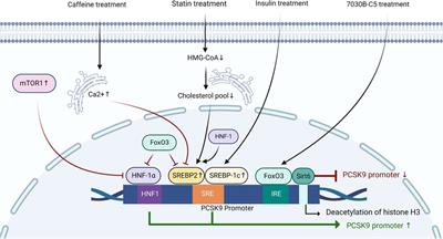 Effect of PCSK9 on atherosclerotic cardiovascular diseases and its mechanisms: Focus on immune regulation